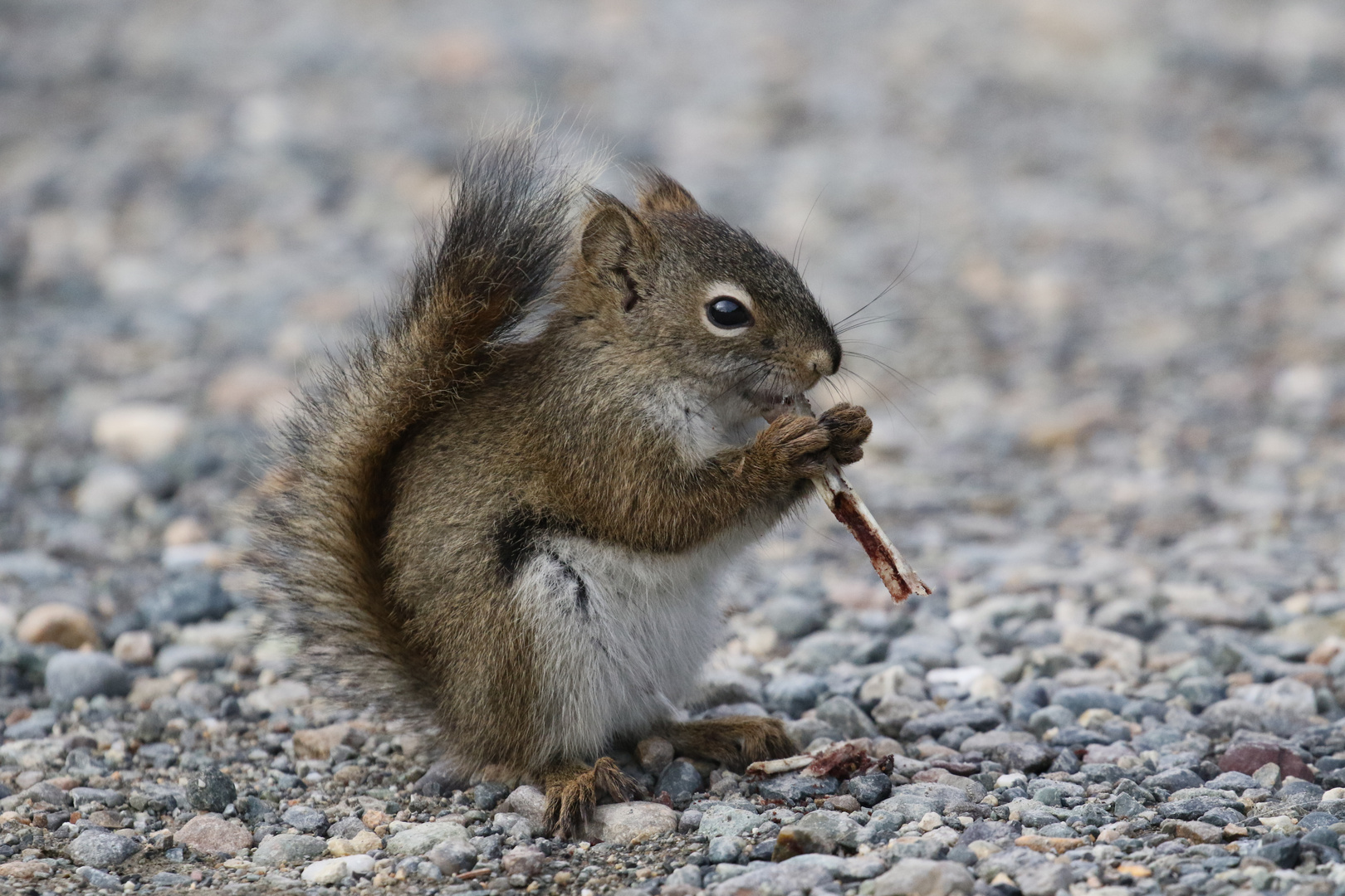 Streifenhörnchen