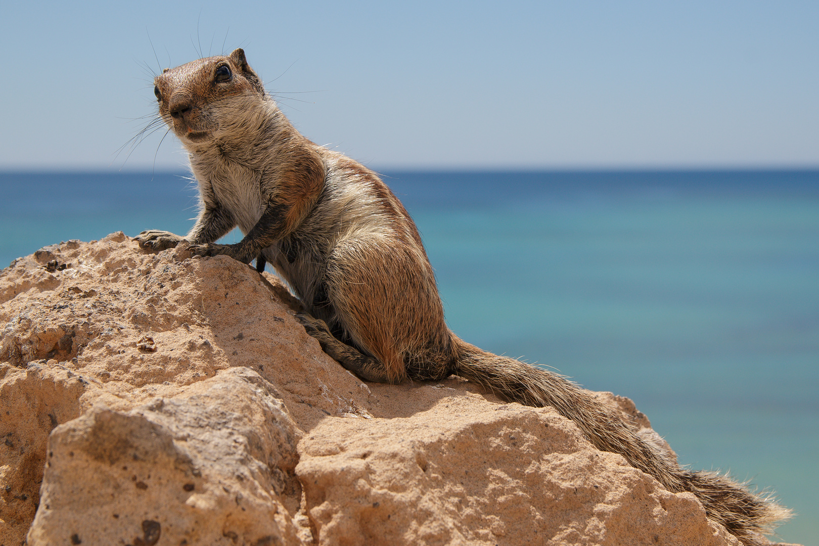 Streifenhörnchen