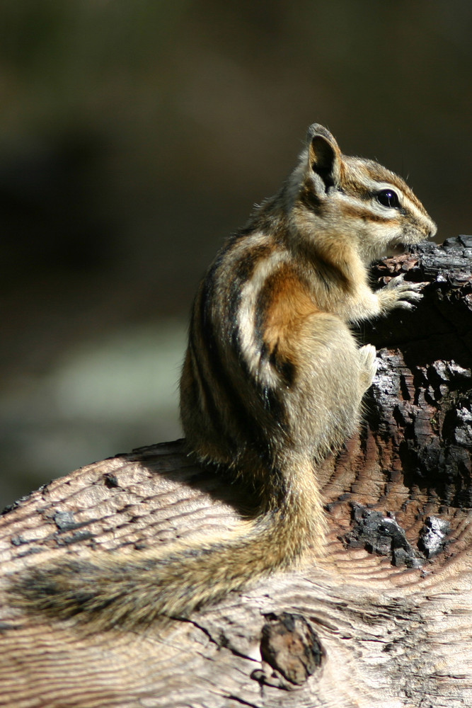 Streifenhörnchen