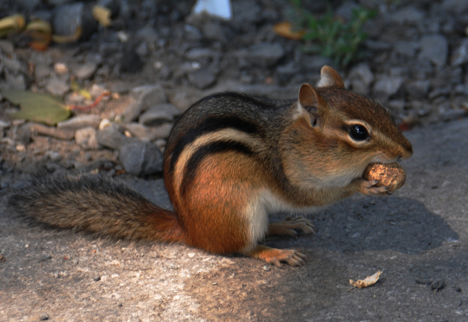 Streifenhörnchen