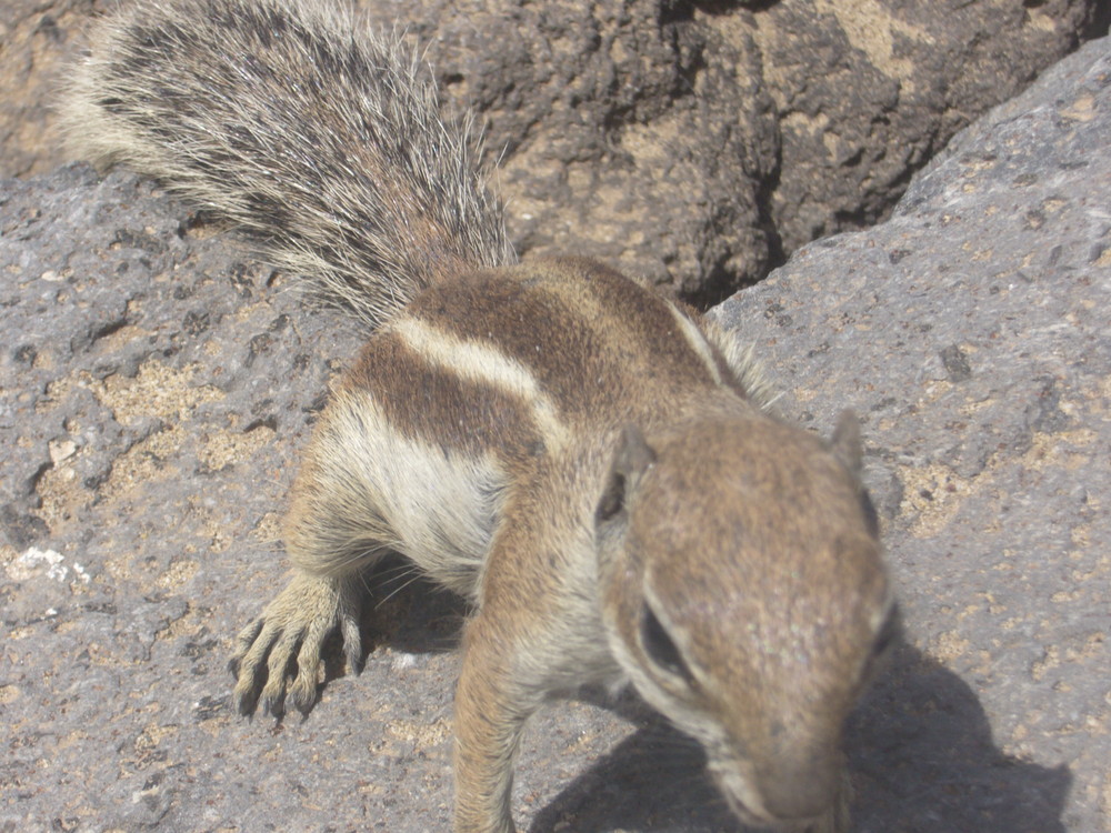 Streifenhörnchen