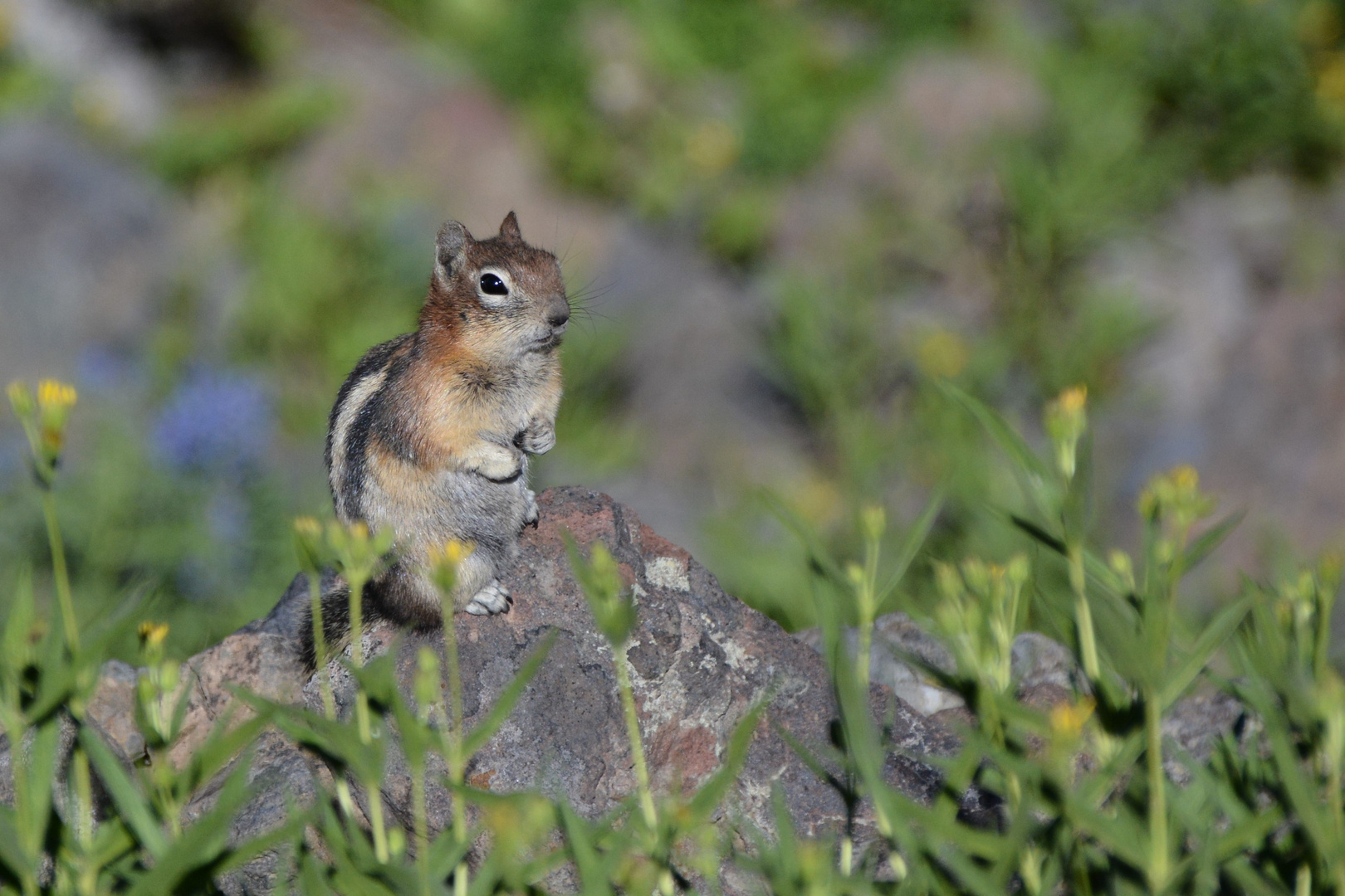 Streifenhörnchen 