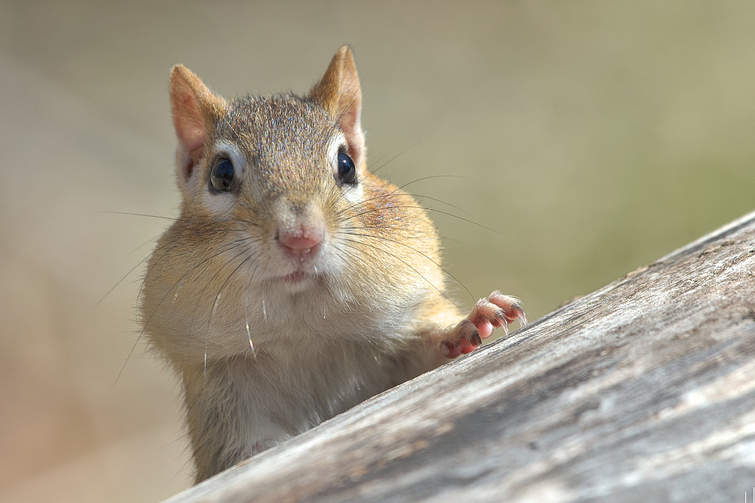 Streifenhörnchen