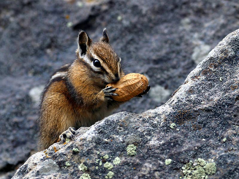 Streifenhörnchen