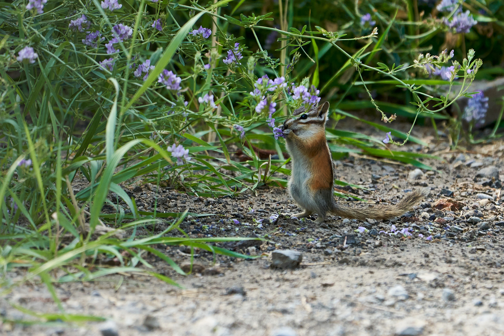 Streifenhörnchen 