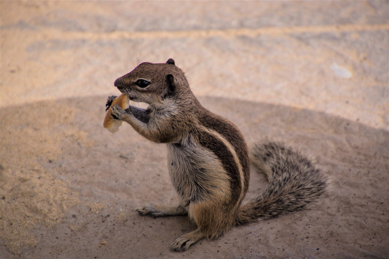 Streifenhörnchen