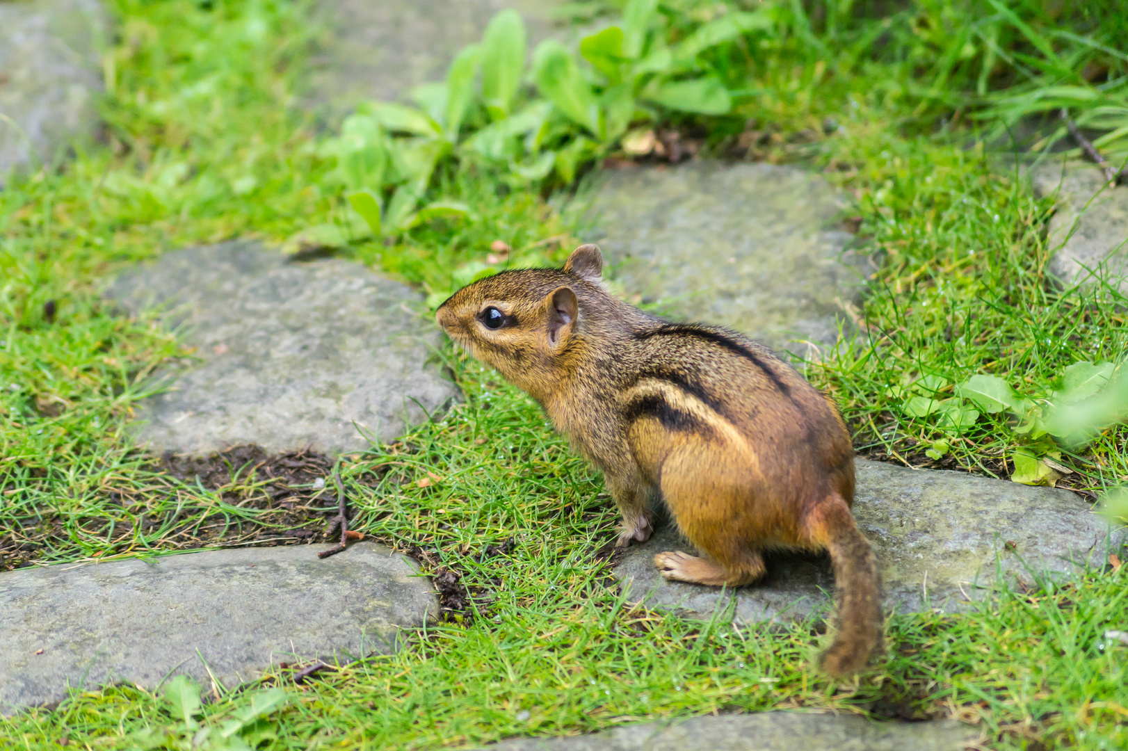 Streifenhörnchen