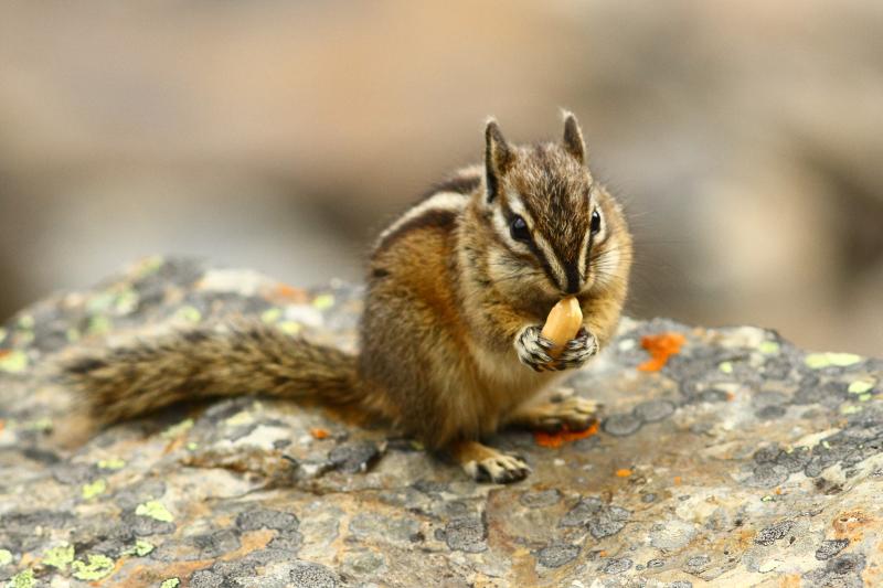 Streifenhörnchen