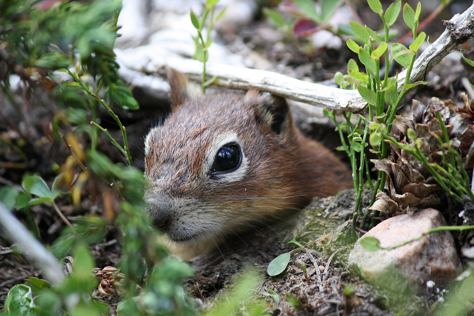 Streifenhörnchen