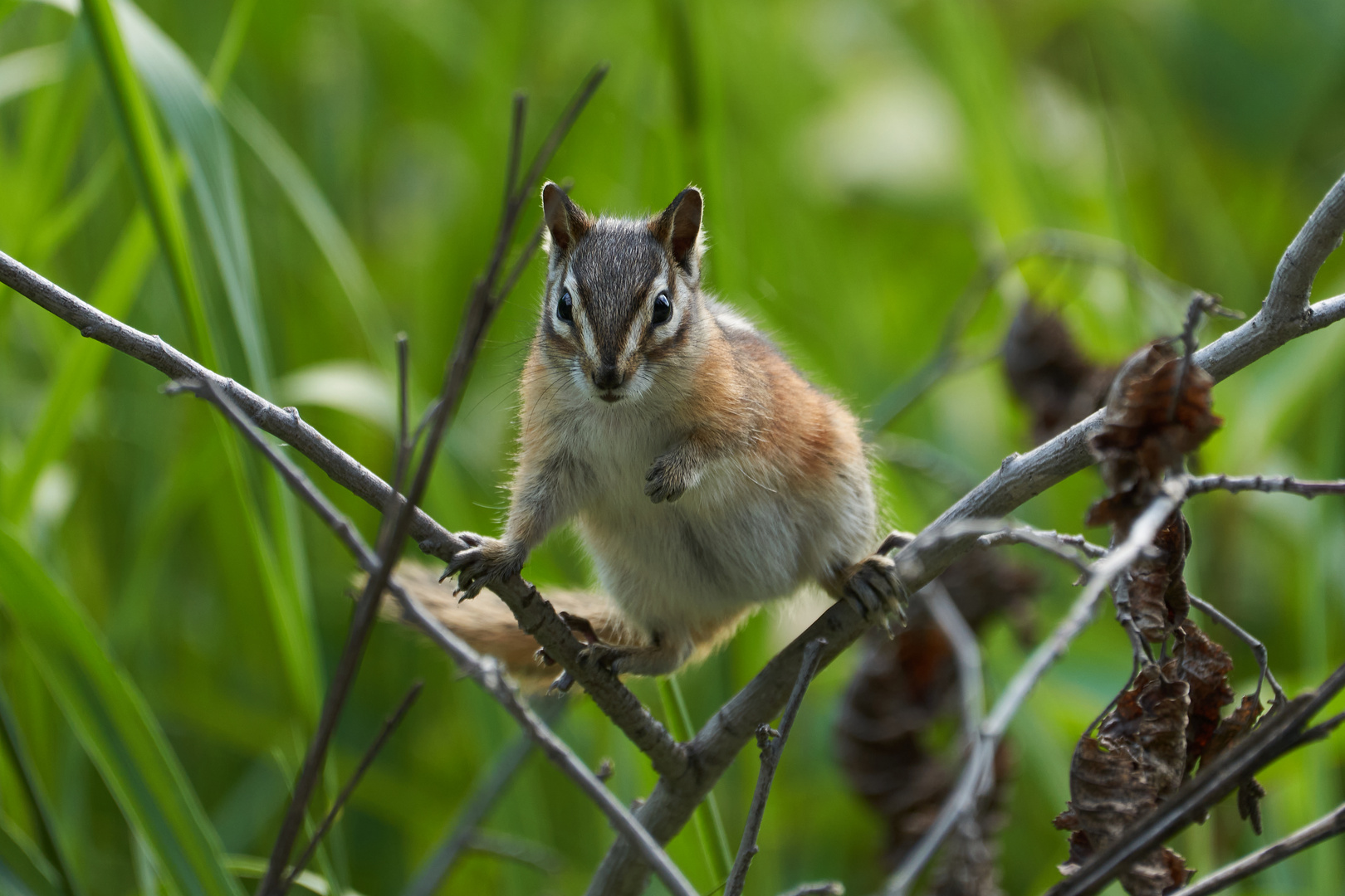 Streifenhörnchen