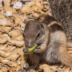 Streifenhörnchen