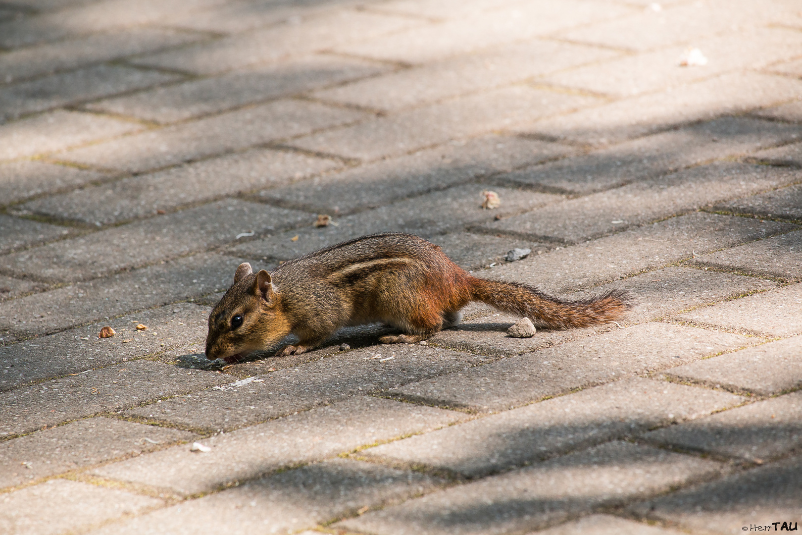 Streifenhörnchen