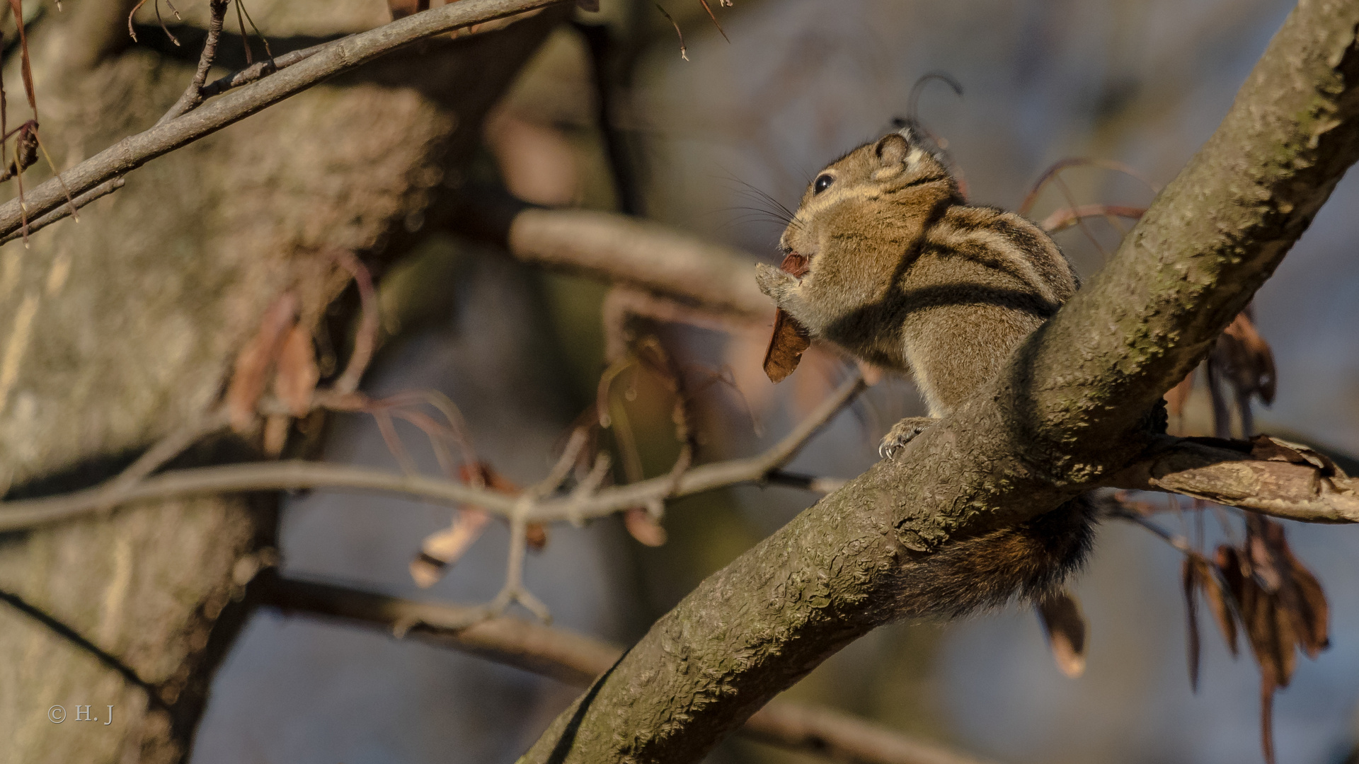 Streifenhörnchen