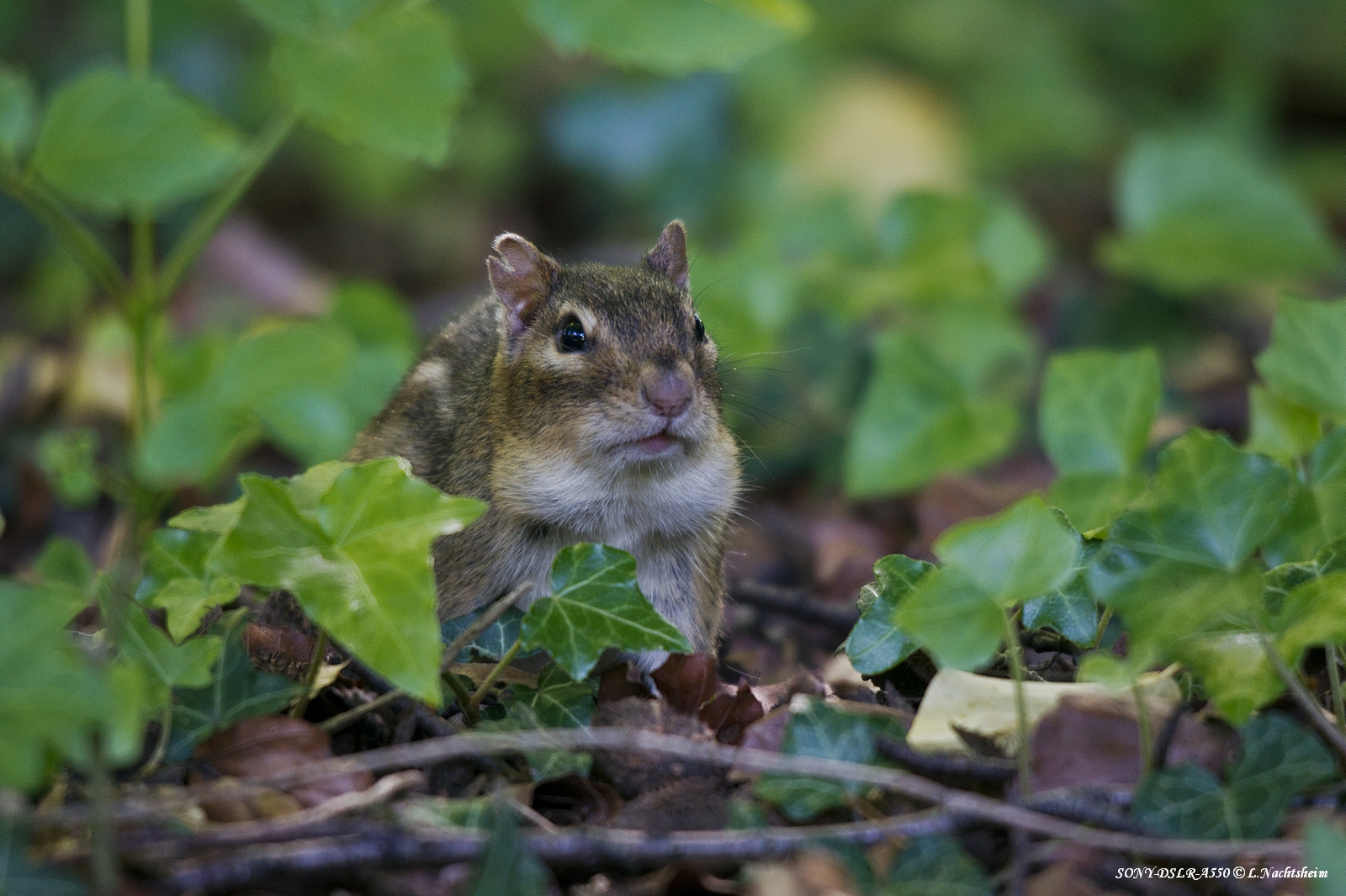 Streifenhörnchen