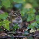 Streifenhörnchen