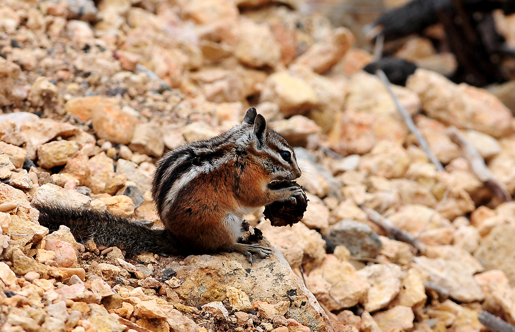 Streifenhörnchen