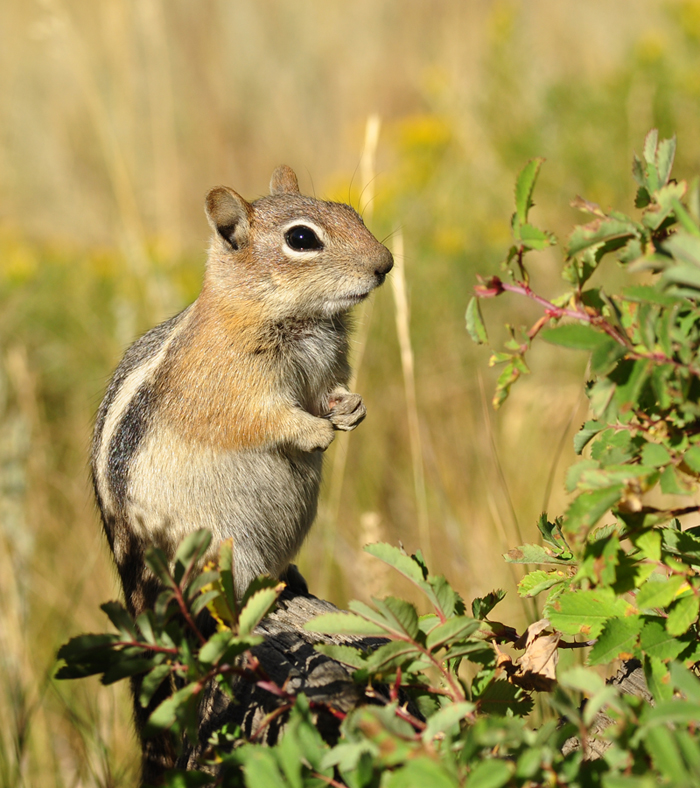 Streifenhörnchen