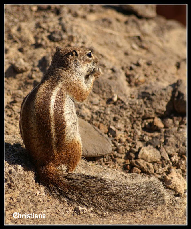 Streifenhörnchen