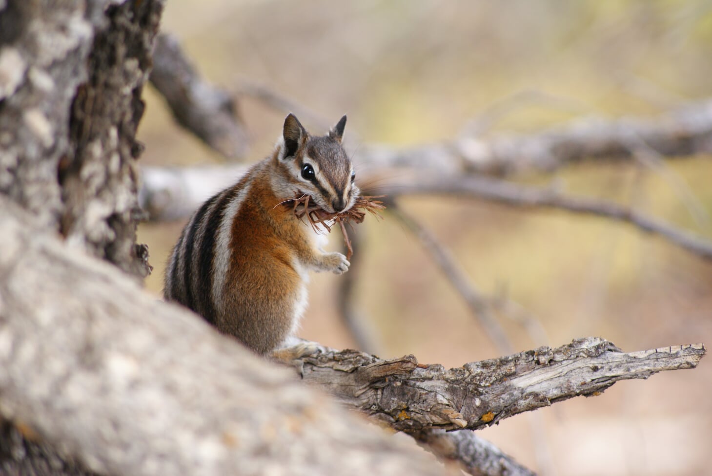 Streifenhörnchen am Bryce Canyon