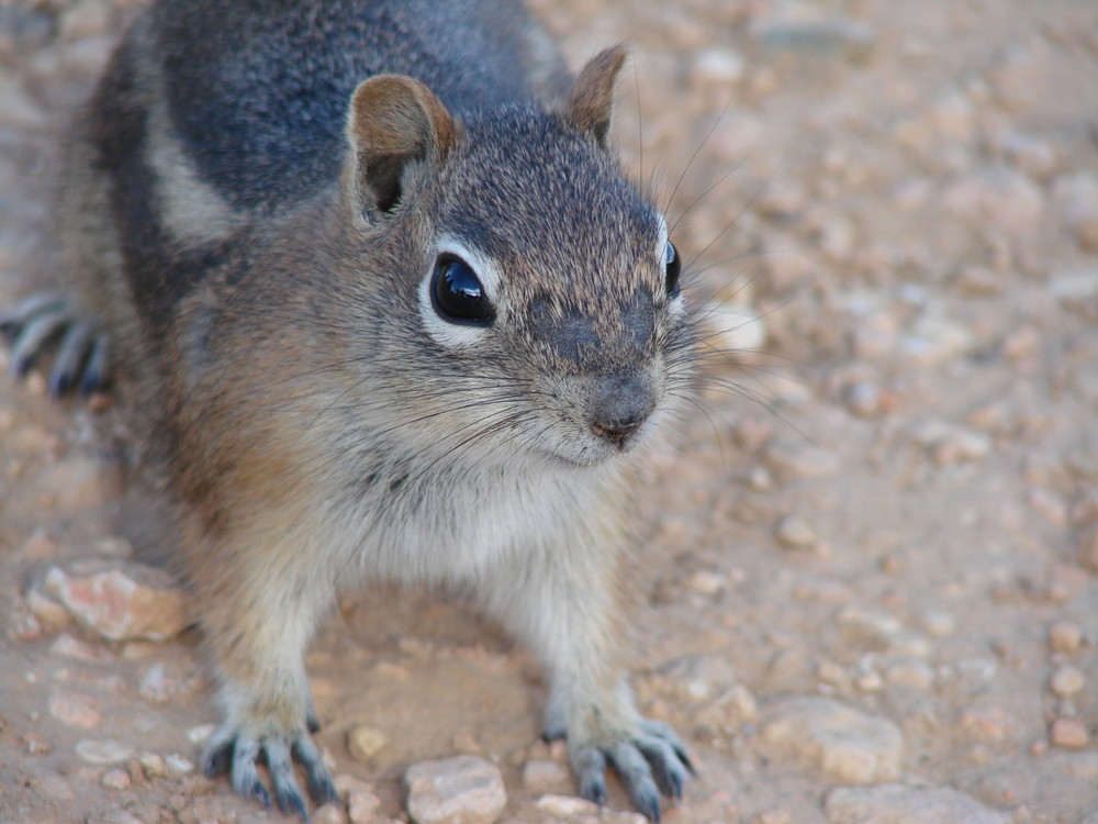 Streifenhörnchen am Bryce Canyon