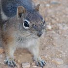 Streifenhörnchen am Bryce Canyon