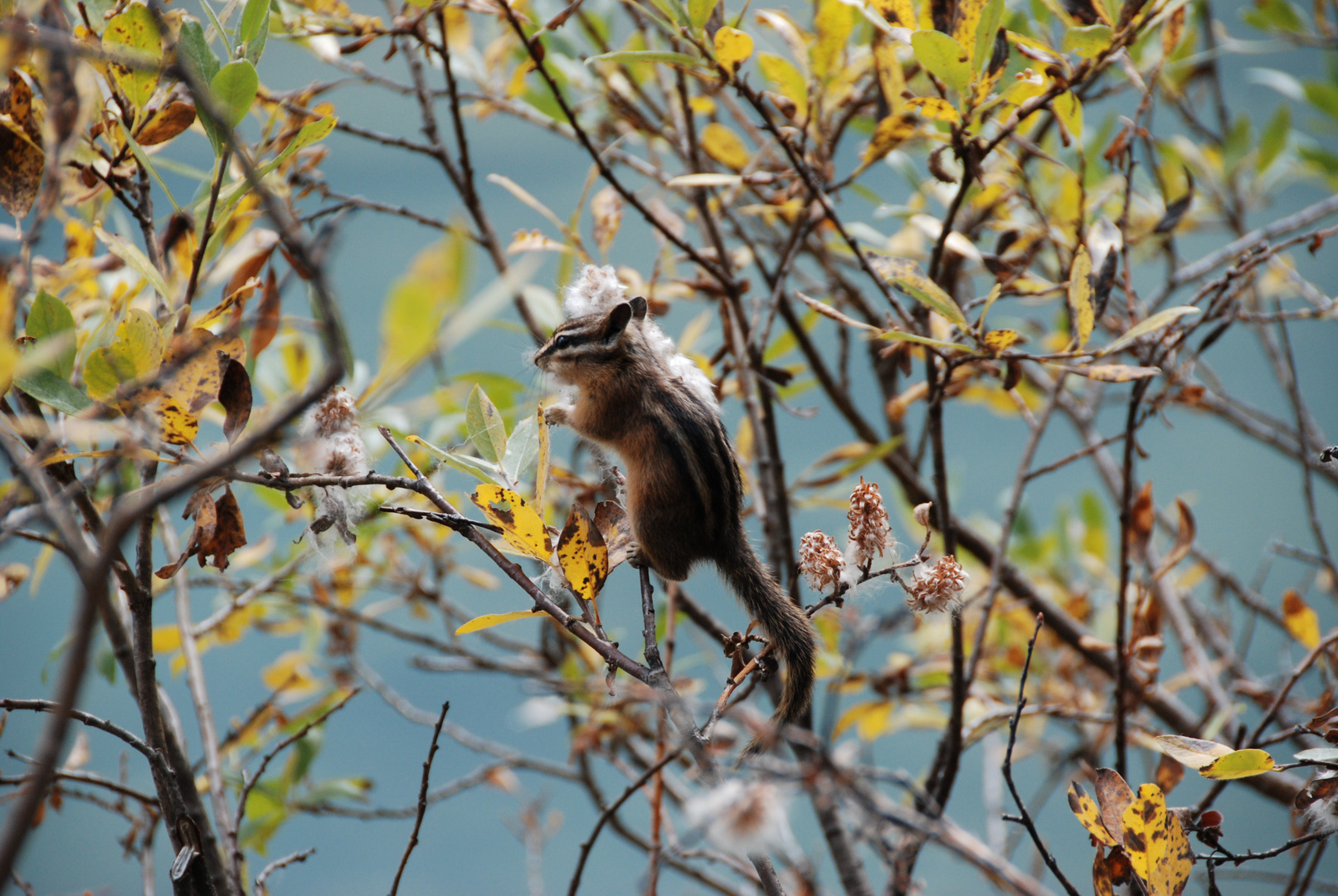 Streifenhörnchen am Lake Louise