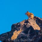 Streifenhörnchen auf Beobachtungsposten