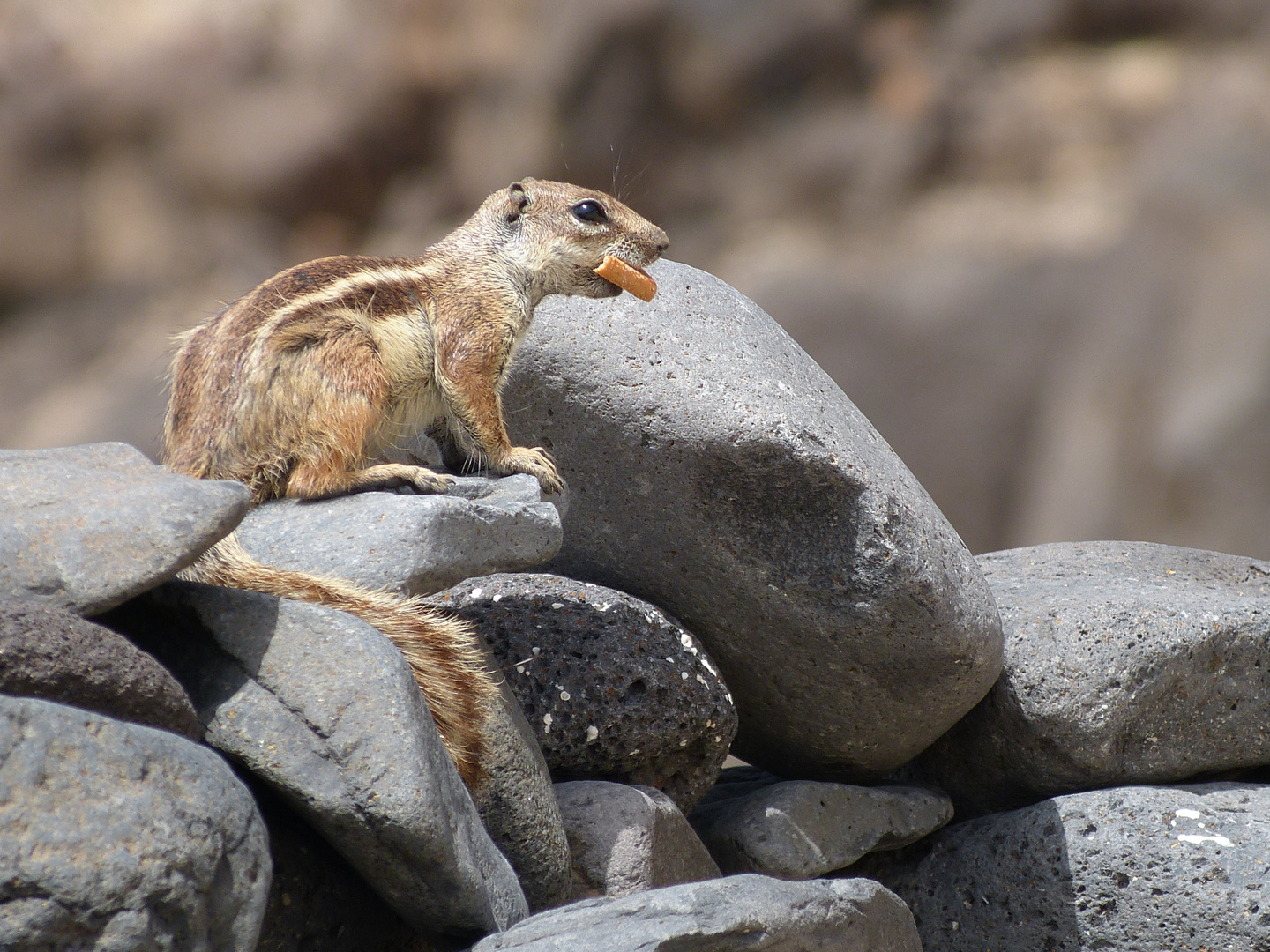 Streifenhörnchen auf Fuerte 