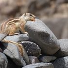 Streifenhörnchen auf Fuerte 