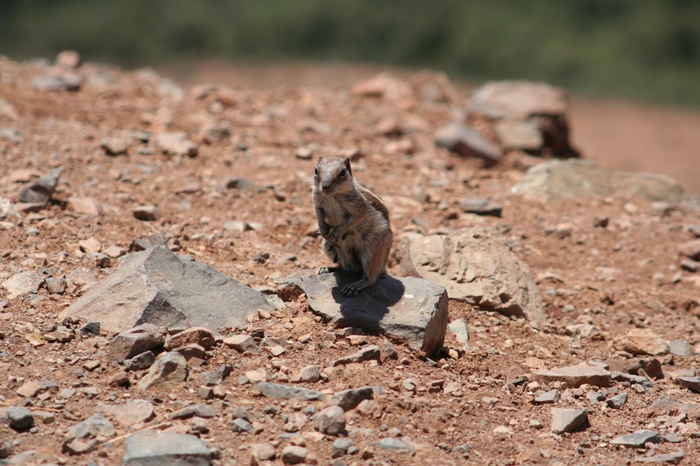 Streifenhörnchen auf Fuerte in freier Wildbahn