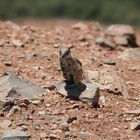 Streifenhörnchen auf Fuerte in freier Wildbahn