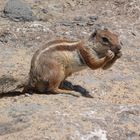 Streifenhörnchen auf Fuerteventura