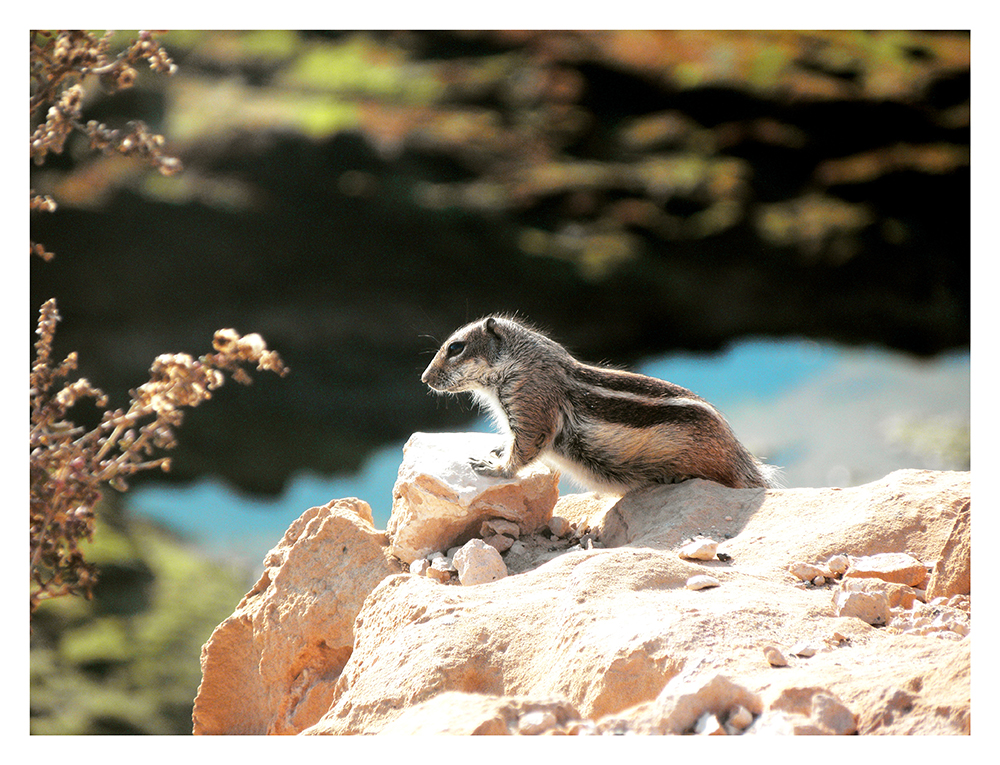 Streifenhörnchen auf Fuerteventura