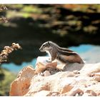 Streifenhörnchen auf Fuerteventura