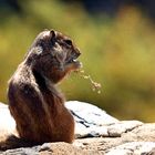  Streifenhörnchen auf Fuerteventura