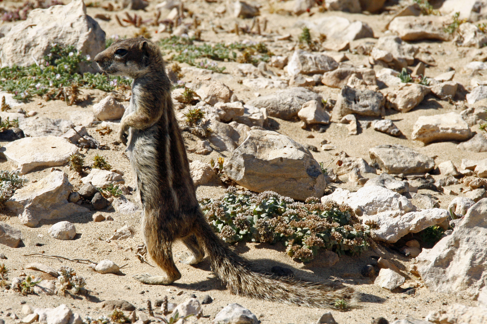 Streifenhörnchen auf Fuerteventura