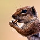 Streifenhörnchen auf Fuerteventura (Atlashörnchen)