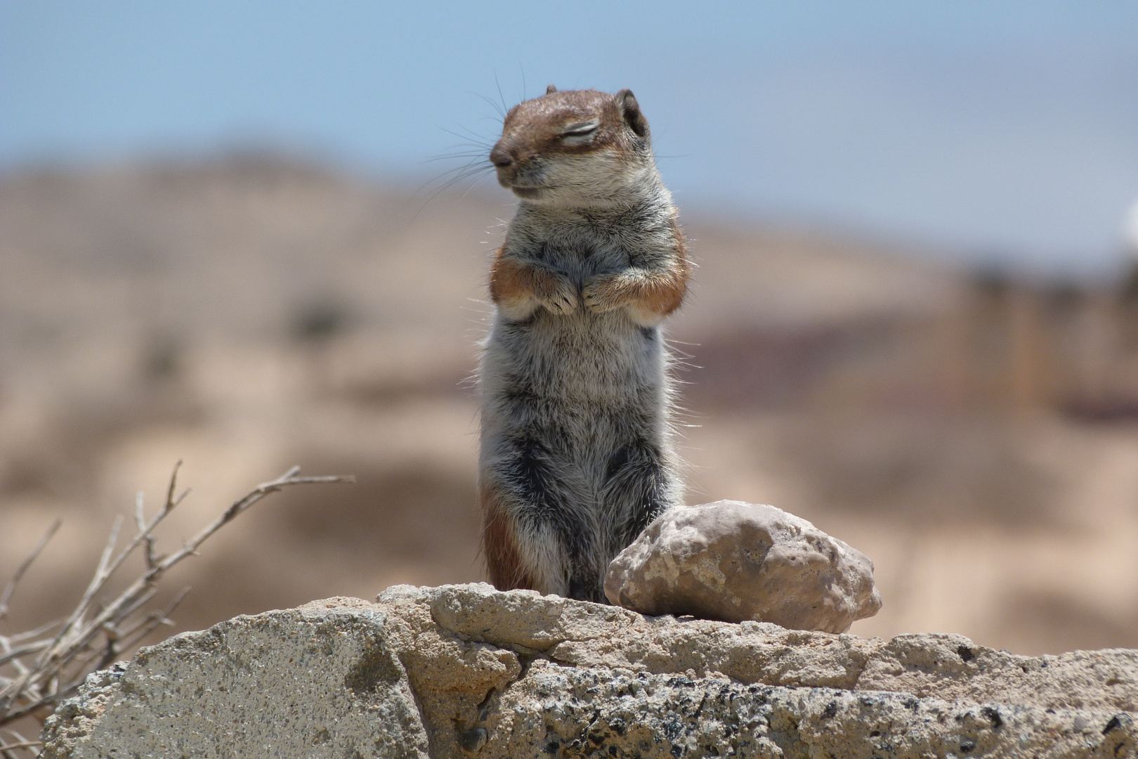 "Streifenhörnchen auf Fuerteventura"