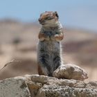 "Streifenhörnchen auf Fuerteventura"