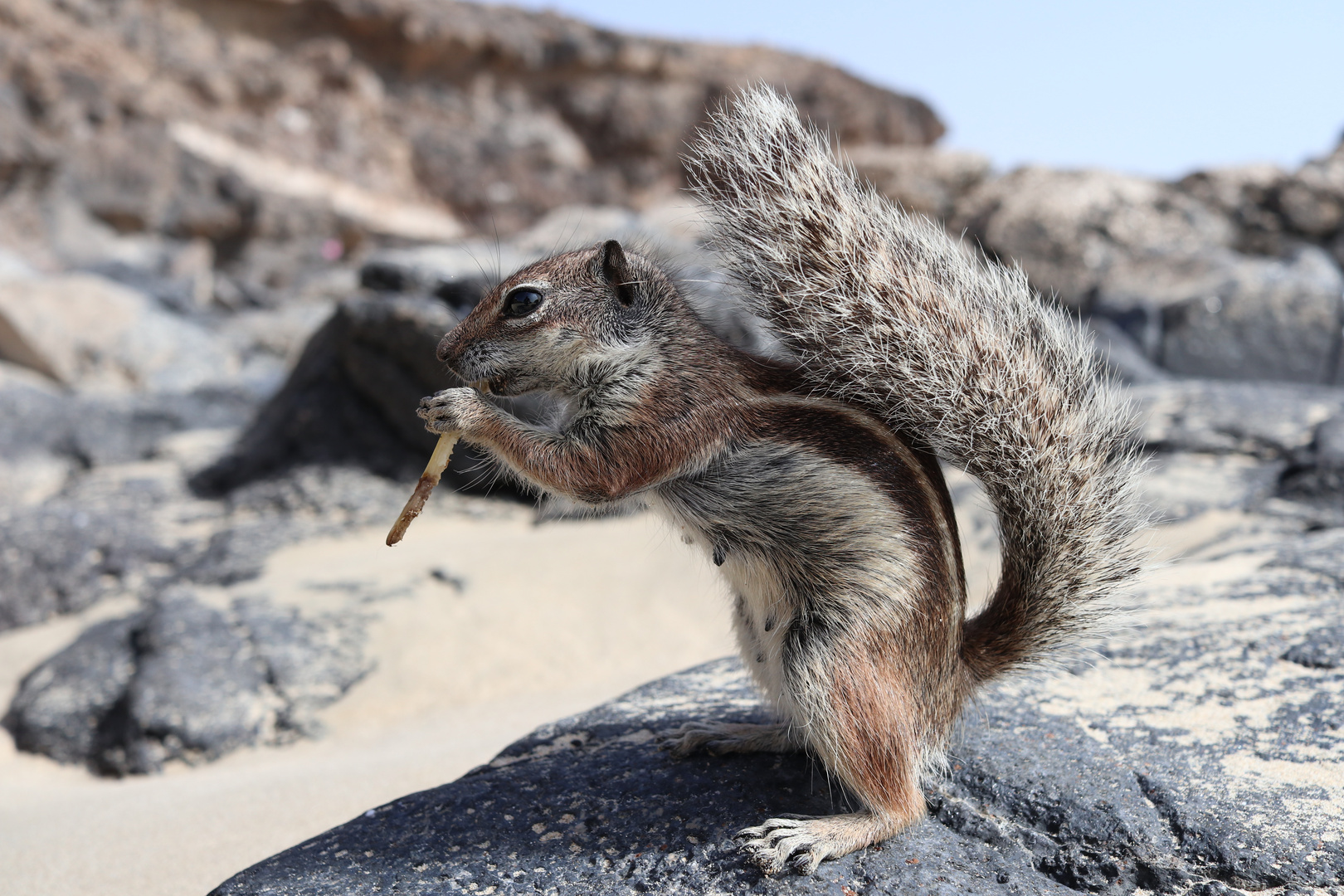 Streifenhörnchen auf Fuerteventura 