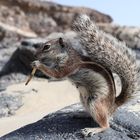 Streifenhörnchen auf Fuerteventura 