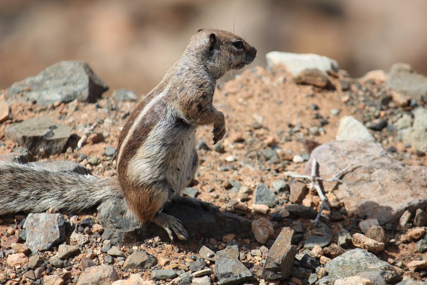 Streifenhörnchen auf fuerteventura