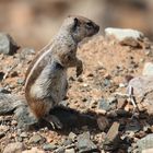 Streifenhörnchen auf fuerteventura