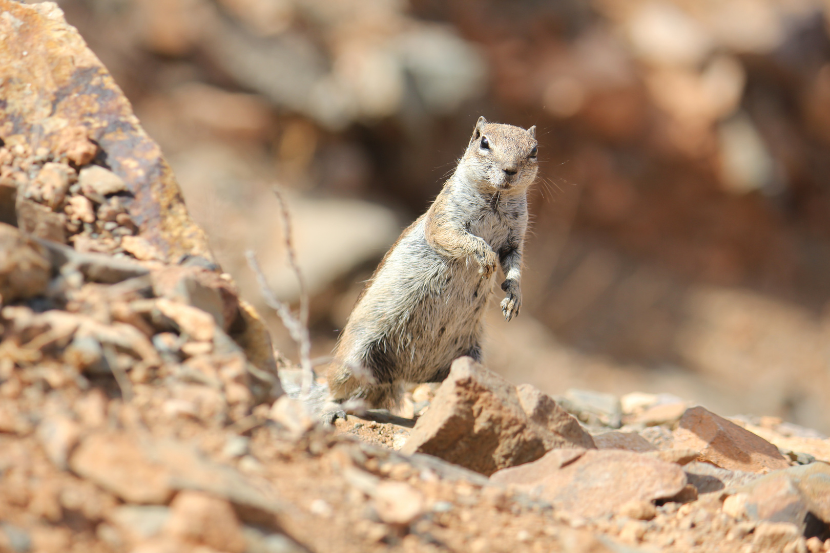 Streifenhörnchen auf fuerteventura2