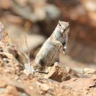 Streifenhörnchen auf fuerteventura2