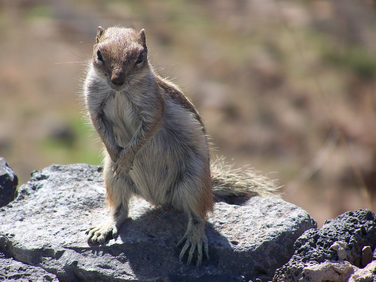 Streifenhörnchen auf Lanzarote