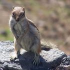 Streifenhörnchen auf Lanzarote