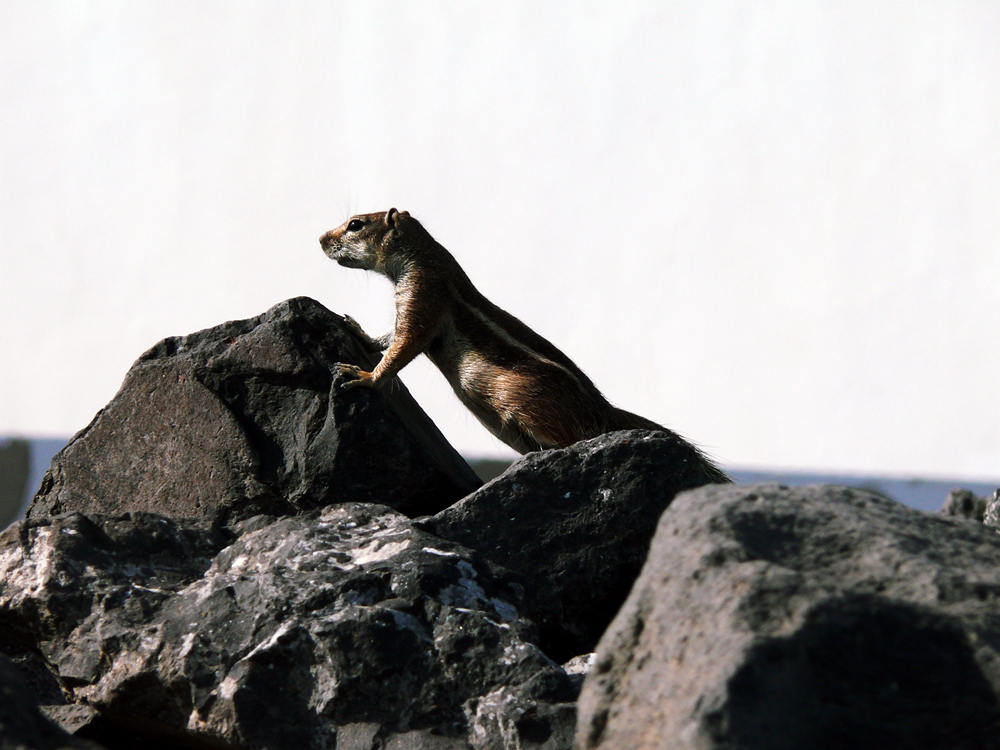 Streifenhörnchen auf Wache