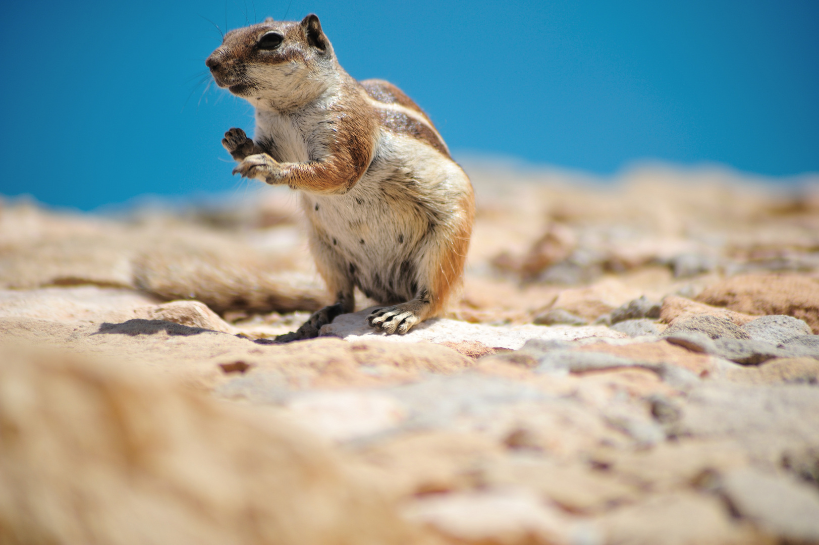 Streifenhörnchen