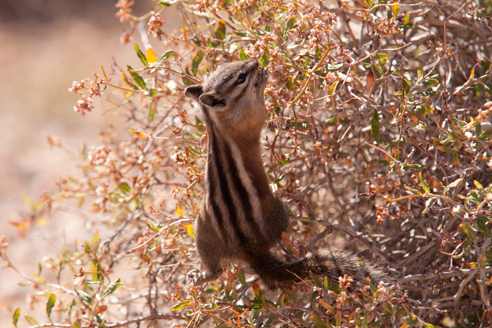 Streifenhörnchen